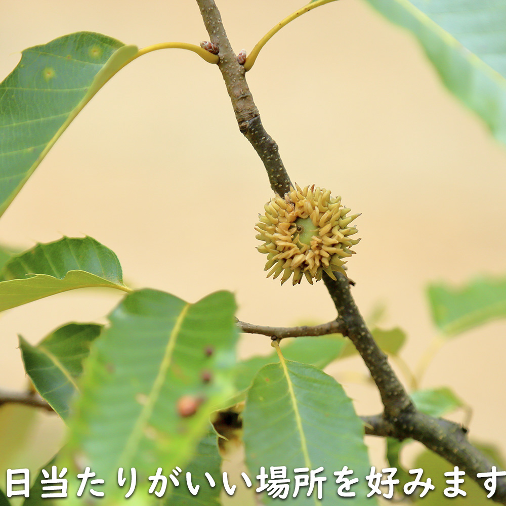 アベマキ 1m 15cmポット 苗 |  | 18