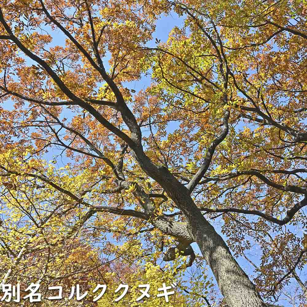 アベマキ 0.6m 15cmポット 苗｜green-netbox｜03