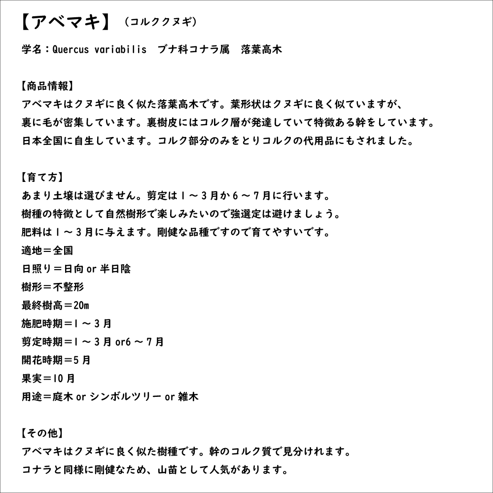 アベマキ 0.8m 15cmポット 苗｜green-netbox｜08