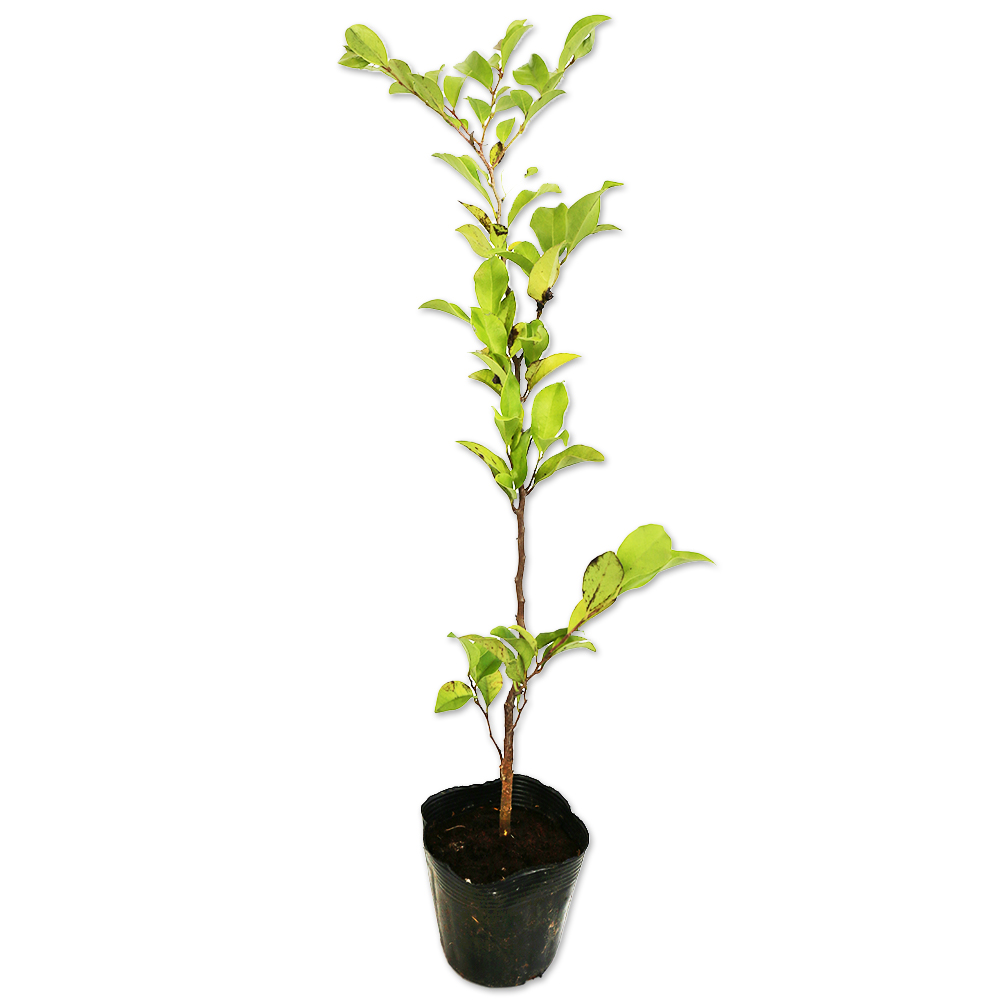 オニグルミ 0.5m 10.5cmポット 苗 - 植木、庭木
