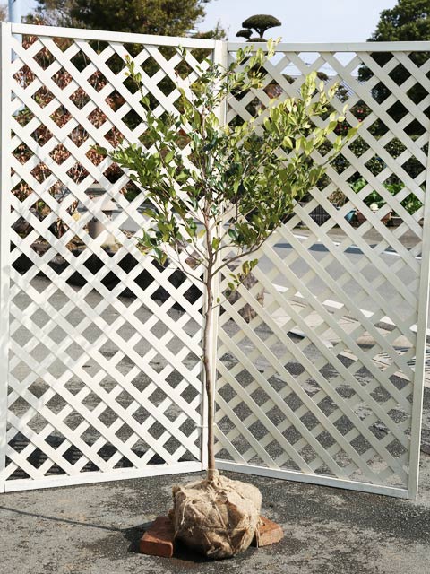 通販激安で人気 イスノキ 単木 1.7m 露地 苗木 常緑樹