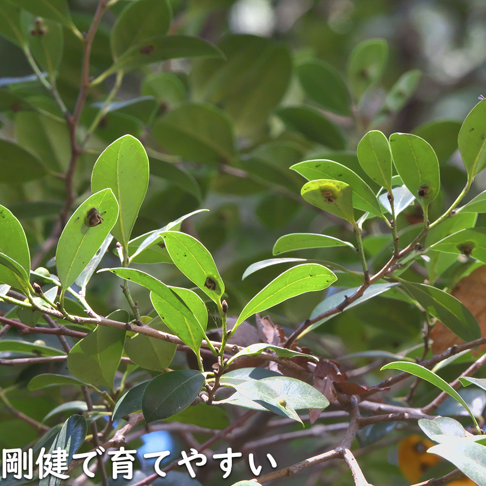 イスノキ 単木 2.5m 露地 苗木