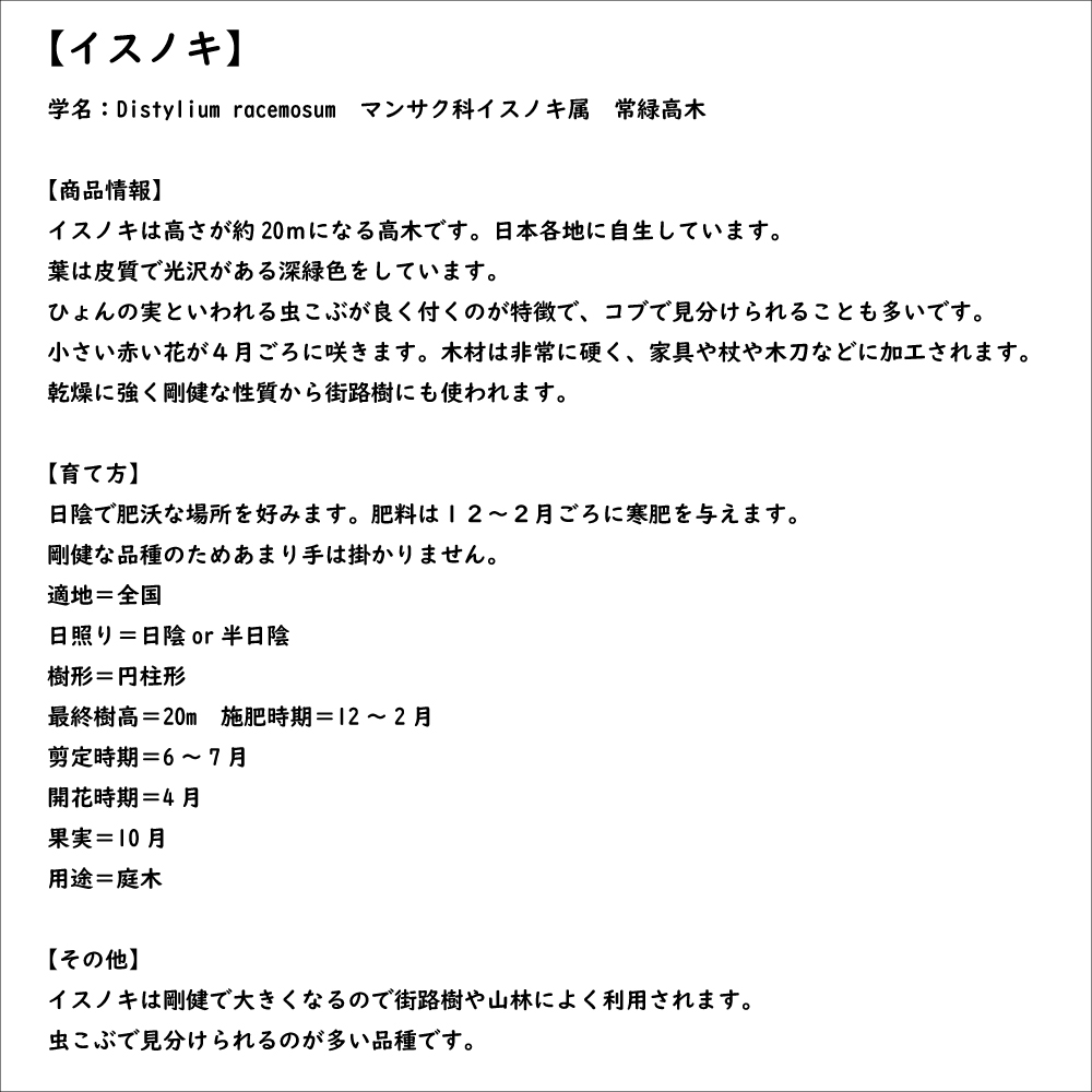 イスノキ 1.2m 15cmポット 10本 苗