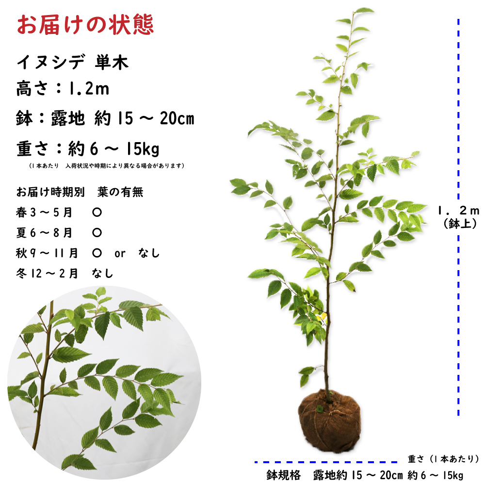 イヌシデ 単木 1.2m 露地 苗 : 106511 : トオヤマグリーン - 通販