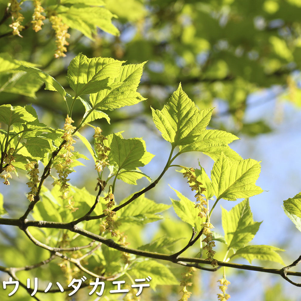 ウリハダカエデ 1.5m 露地 2本 苗木 KUE2748679481