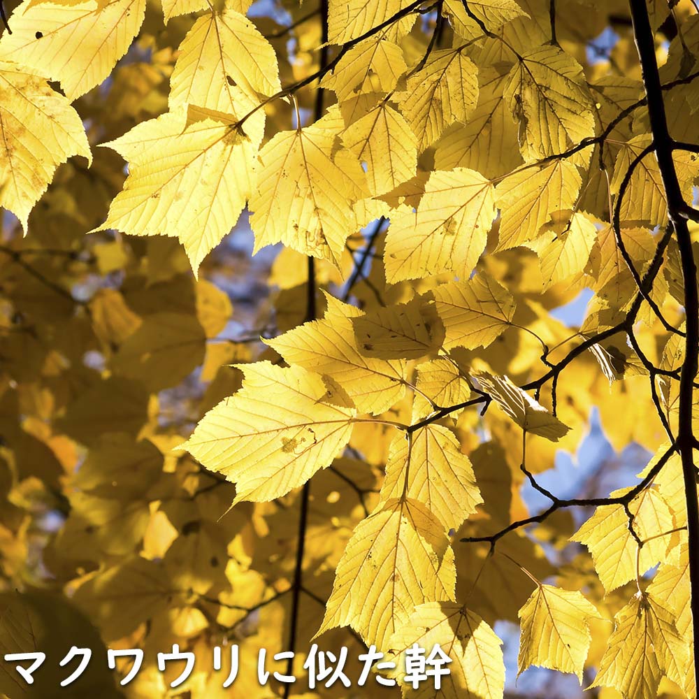 ウリハダカエデ 1.5m 露地 2本 苗木 KUE2748679481