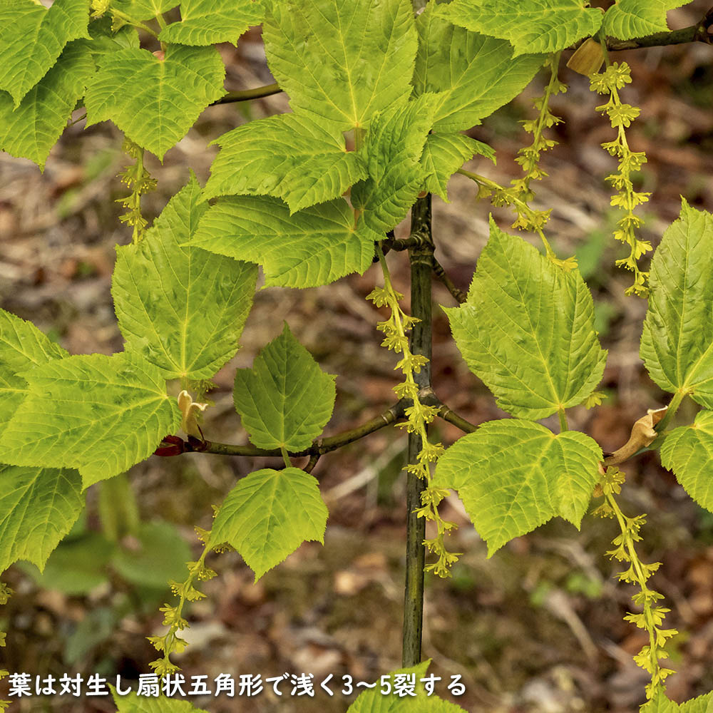 ウリハダカエデ 1.5m 露地 2本 苗木 KUE2748679481