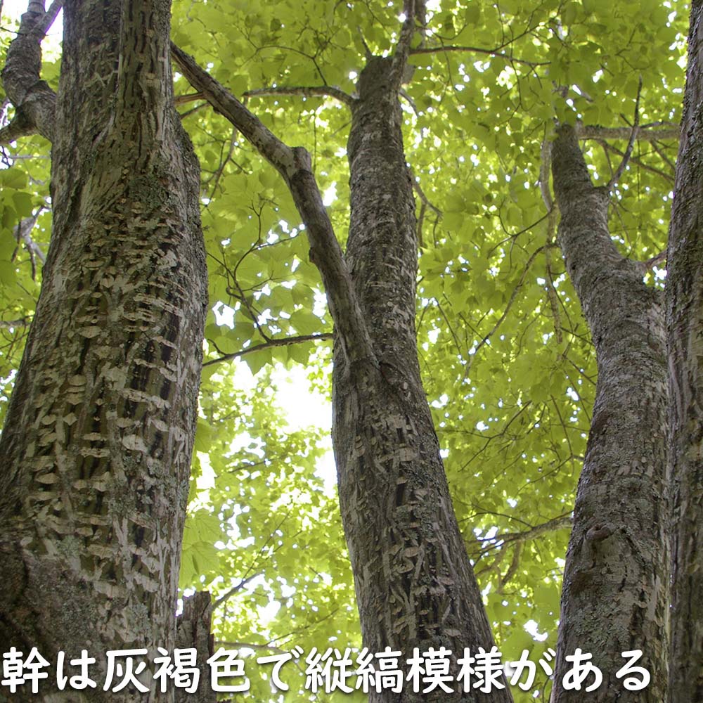 ウリハダカエデ 1.5m 露地 2本 苗木 KUE2748679481