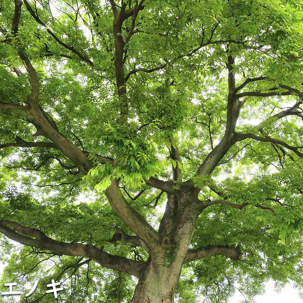エノキ 0.8m 10.5cmポット 25本 苗 落葉樹 | istanbulandi.org.tr