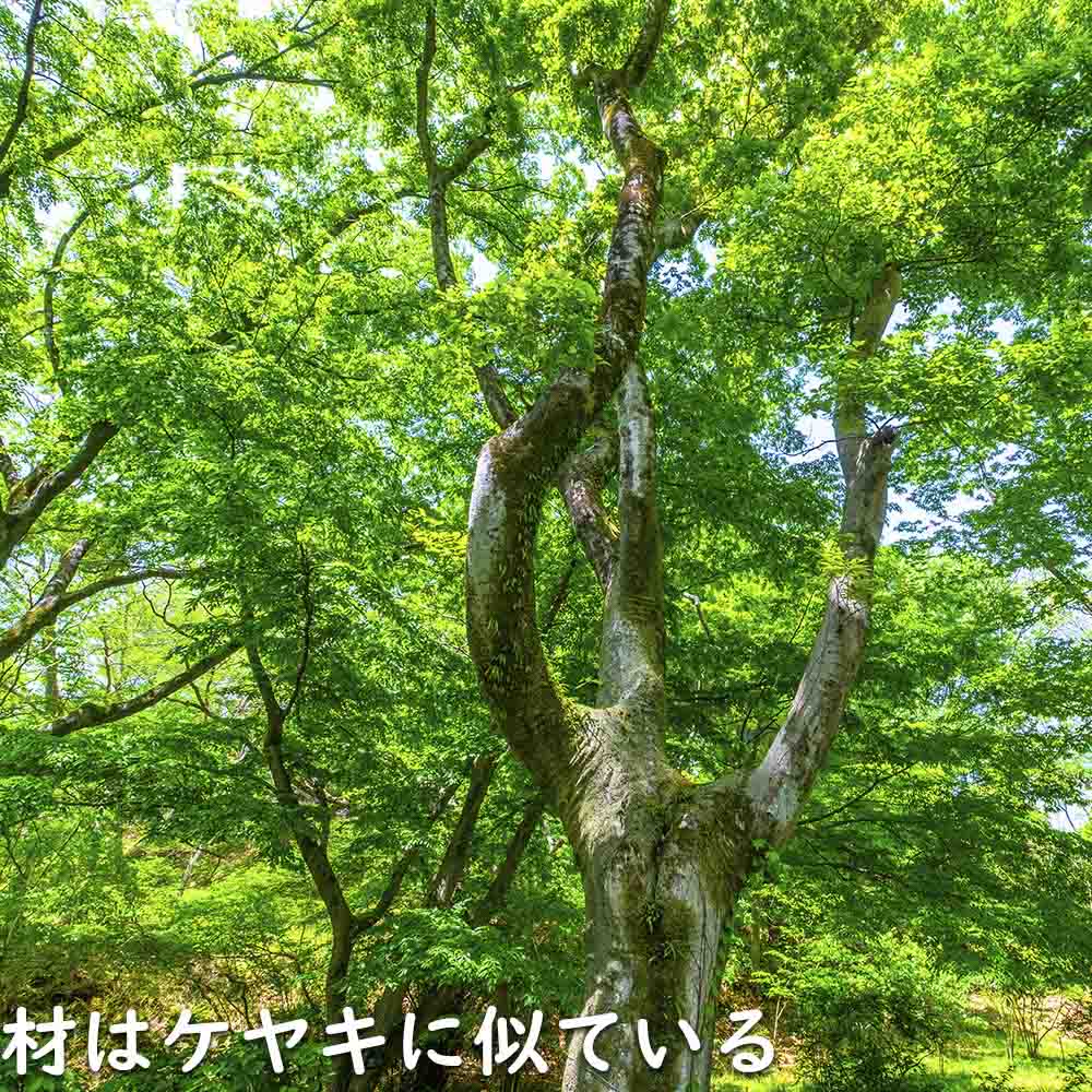エノキ 0.3m 10.5cmポット 30本 苗の画像