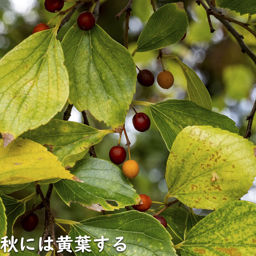えのき 高知]チョイつま – おとりよせ四国 ソラウミネット