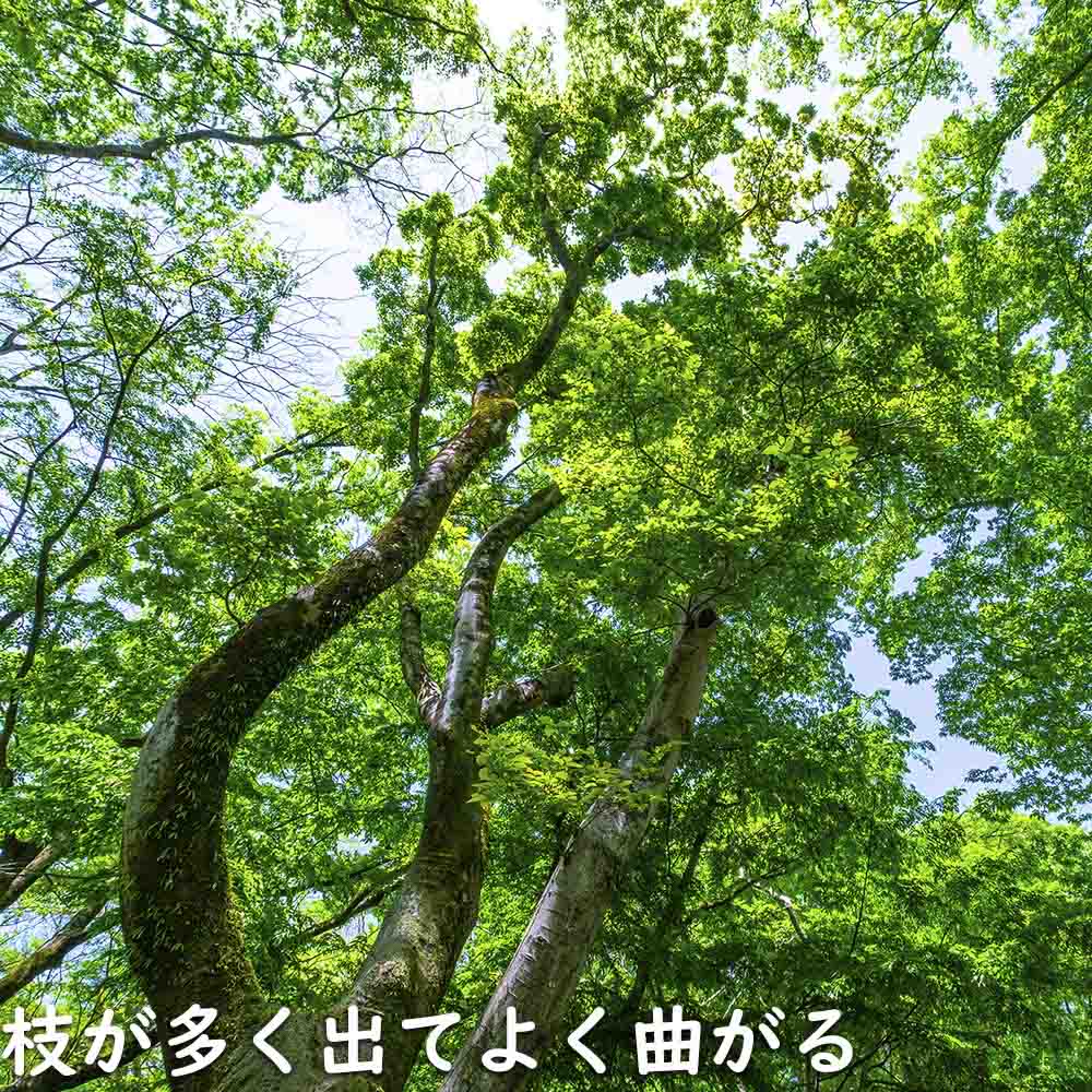エノキ 0.8m 10.5cmポット 苗｜green-netbox｜17