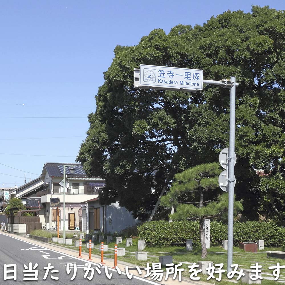 えのき 高知]チョイつま – おとりよせ四国 ソラウミネット