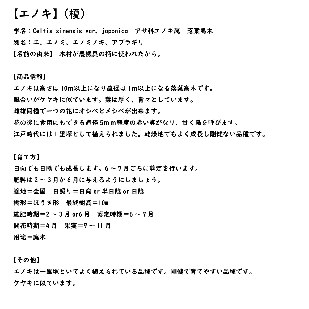 エノキ 0.5m 10.5cmポット 30本 苗 : 1067059 : トオヤマグリーン - 通販 - Yahoo!ショッピング