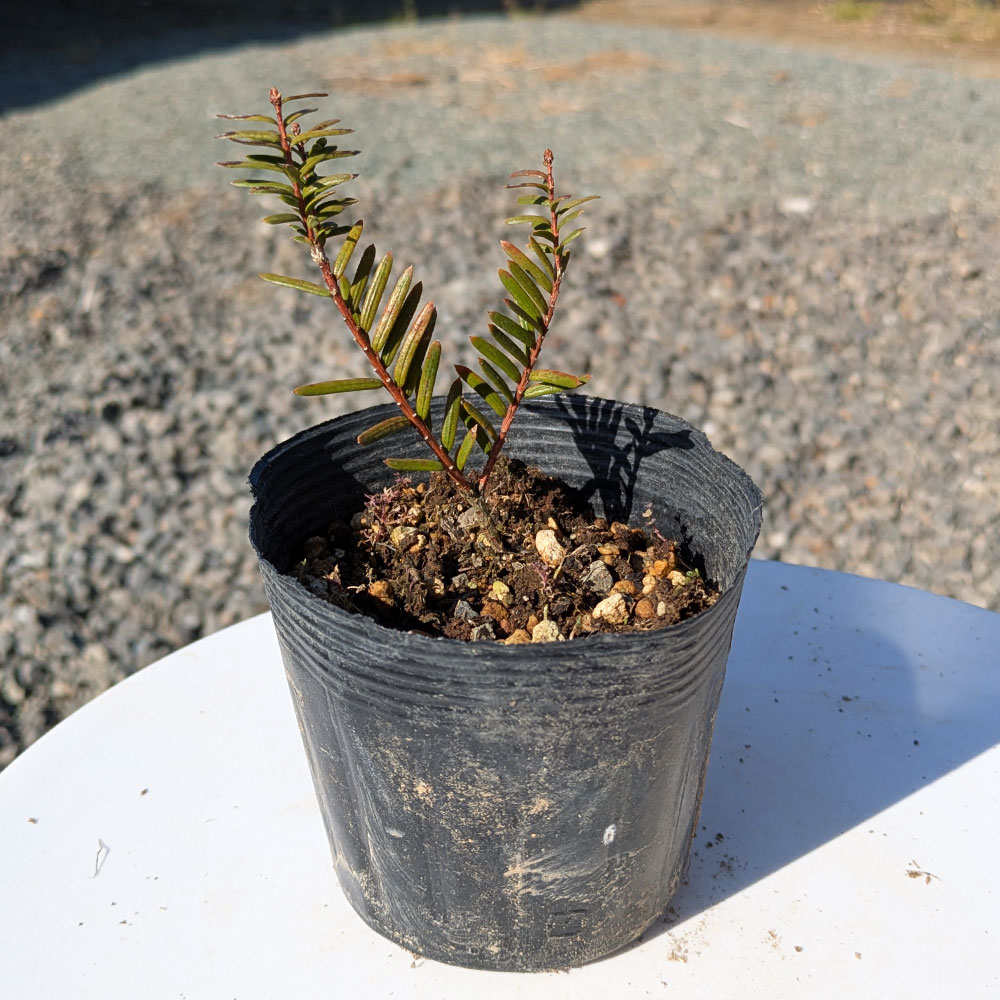 イチイ 10.5cmポット 苗 |  | 01