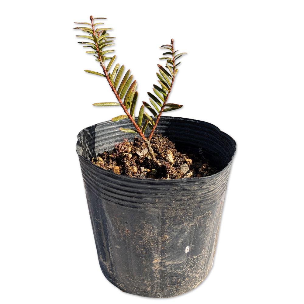 イチイ 10.5cmポット 苗 | 