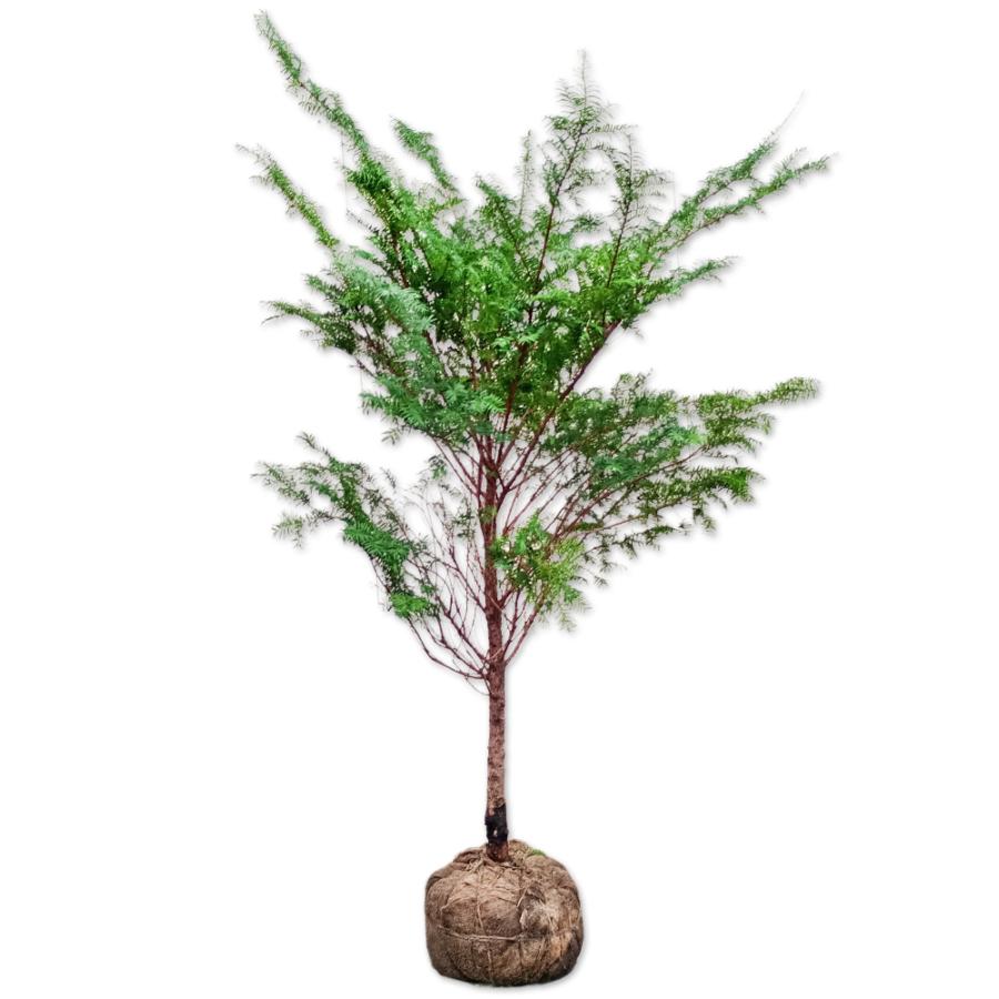 イチイ 1.5m 露地 2本 苗木(23166円)