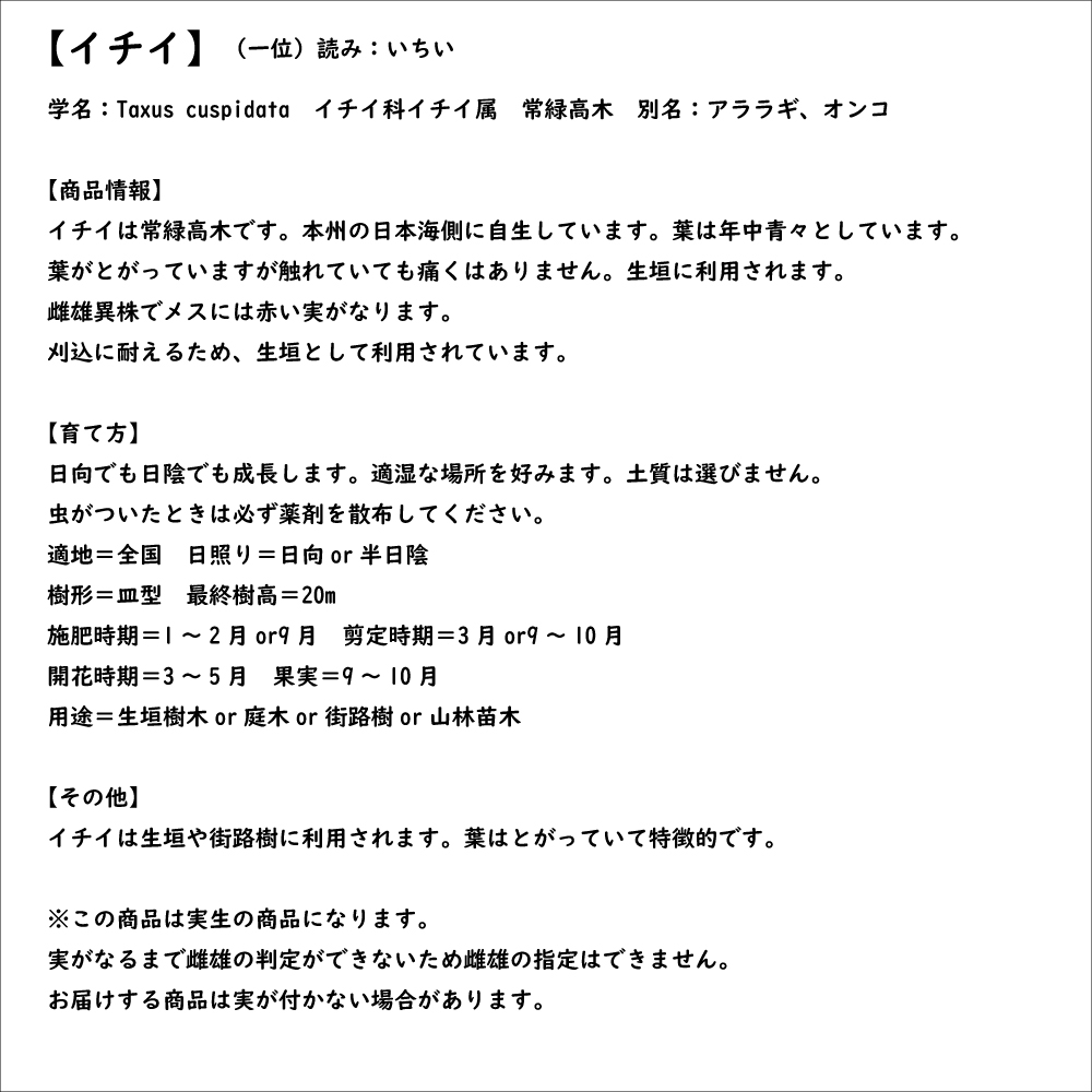 A7人気シール帳 イチイ 1.5m 露地 2本 苗木 【6337461584】(23166円)