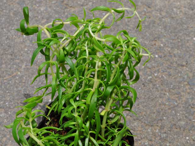 オノマンネングサ 9.0cmポット 25個 苗 オノマンネングサ 商品情報