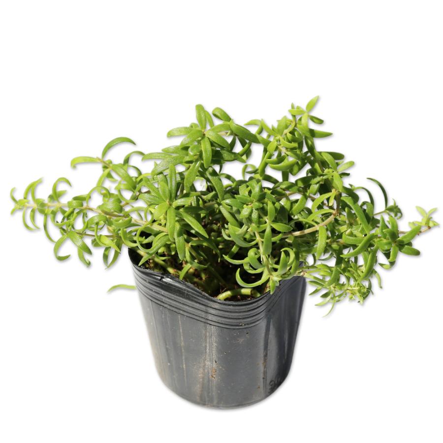 オノマンネングサ 9.0cmポット 25個 苗(10725円)