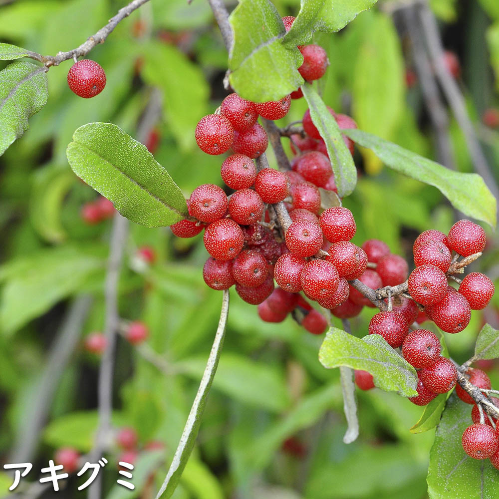 アキグミ 0.3m 10.5cmポット 苗 : トオヤマグリーン - 通販 - Yahoo