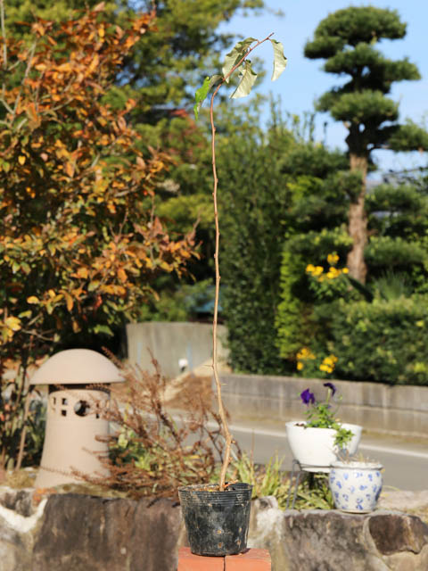 アキグミ 0.3m 10.5cmポット 25本 苗 : トオヤマグリーン - 通販