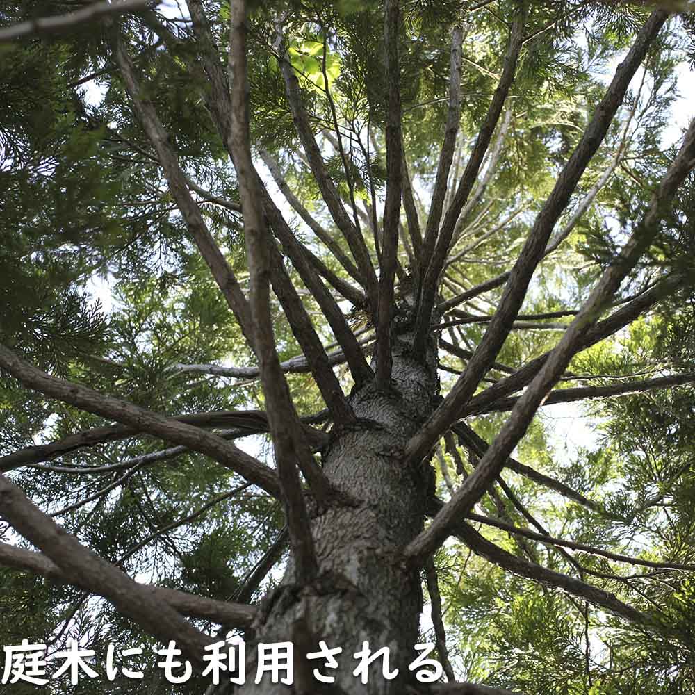 アスナロ 0.3m 10.5cmポット 10本 苗 : トオヤマグリーン - 通販