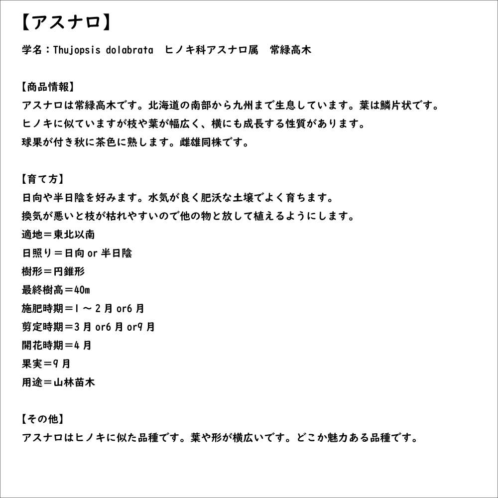 アスナロ 0.3m 10.5cmポット 10本 苗 : トオヤマグリーン - 通販