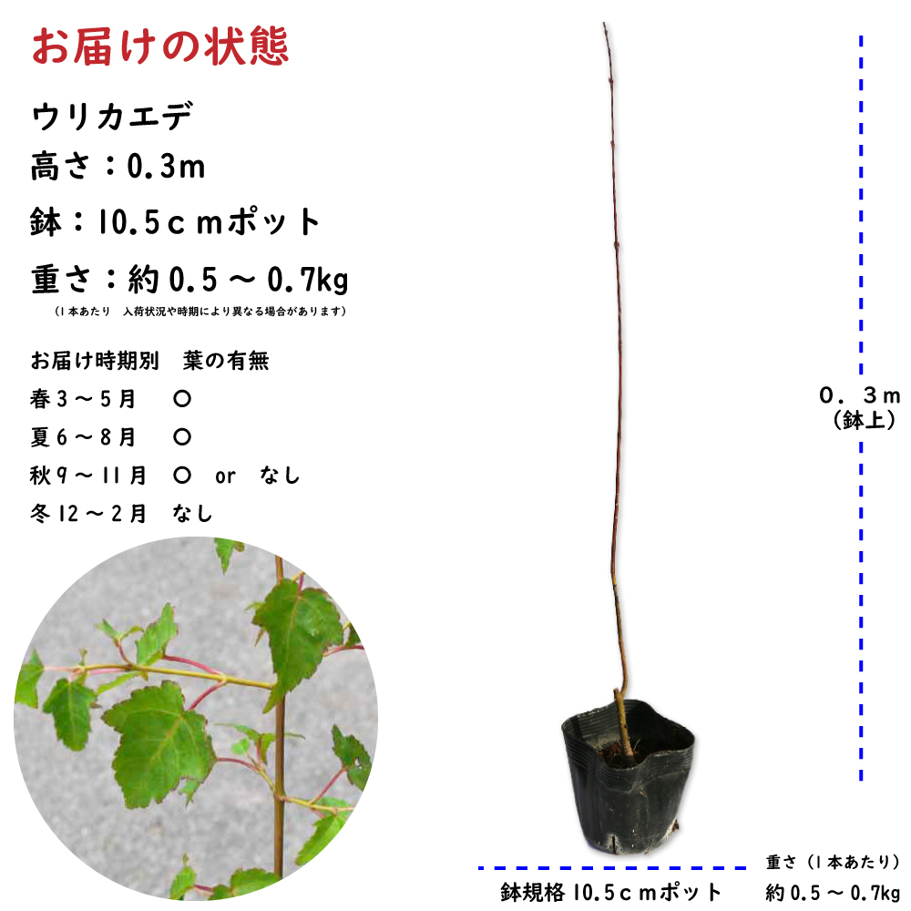 ウリカエデ 0.3m 10.5cmポット 苗｜green-netbox｜02
