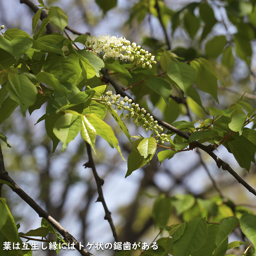 サクラ ウワミズザクラ 2.5m 露地 2本 苗木 : 1093259 : トオヤマグリーン - 通販 - Yahoo!ショッピング