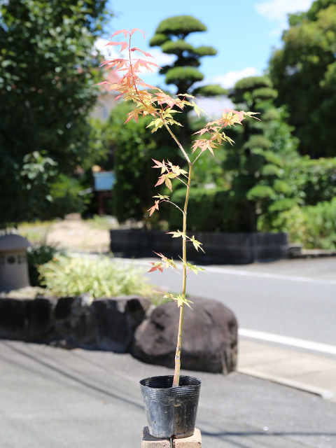 オオモミジ 0.5m 10.5cmポット 5本 苗 : トオヤマグリーン