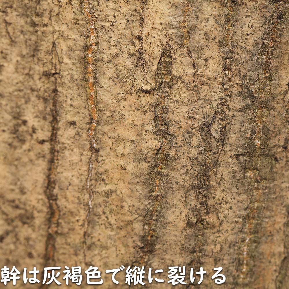 オオモミジ 1.2m 露地 苗の画像