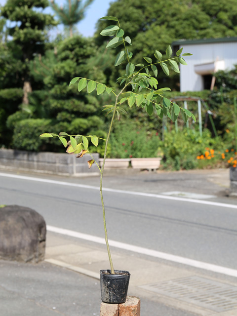 イヌエンジュ 0.5m 10.5cmポット 苗 : トオヤマグリーン - 通販