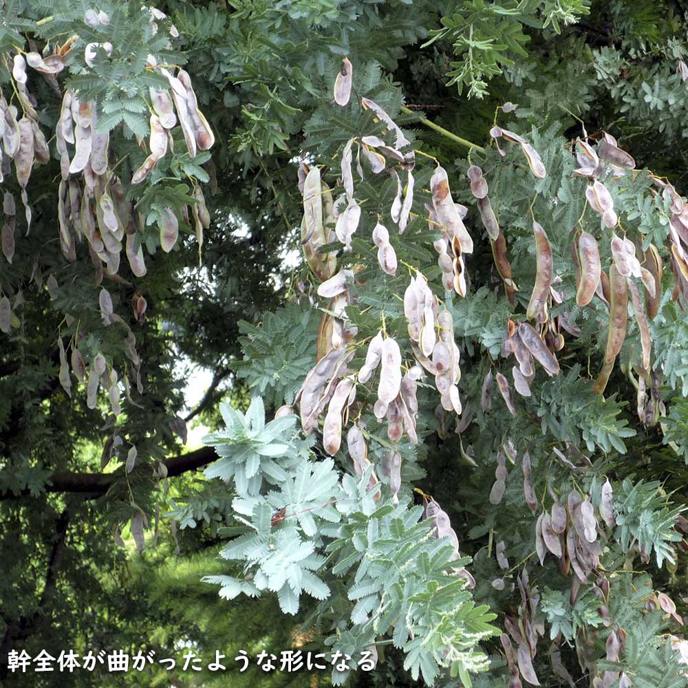 イヌエンジュ 0.3m 9.0cmポット 苗 - 落葉樹