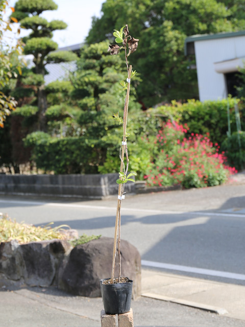 タニウツギ 0.2m 10.5cmポット 苗の詳細画像1