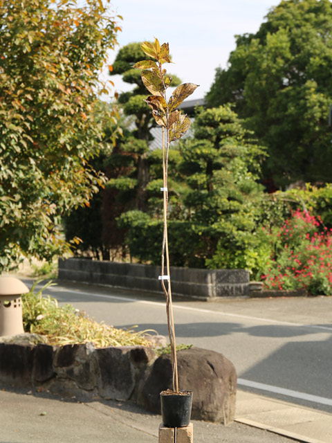 タニウツギ 0.5m 10.5cmポット 10本 苗 落葉樹 | instalfrio.cl