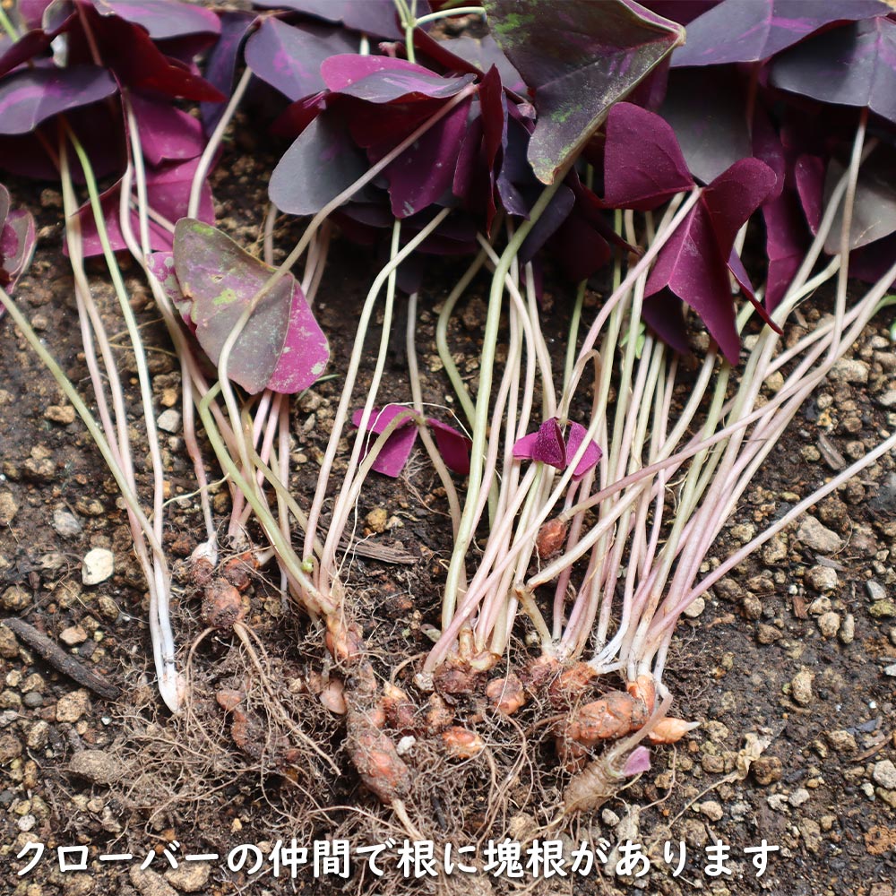 O. triangularis var｜オキザリス トライアングラリス 斑入り②