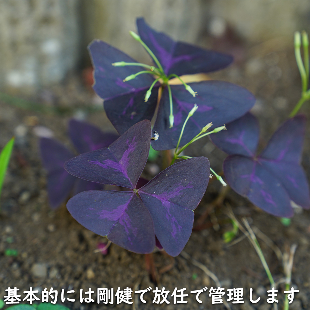 オキザリス トリアングラリス 9.0cmポット 苗 : トオヤマグリーン