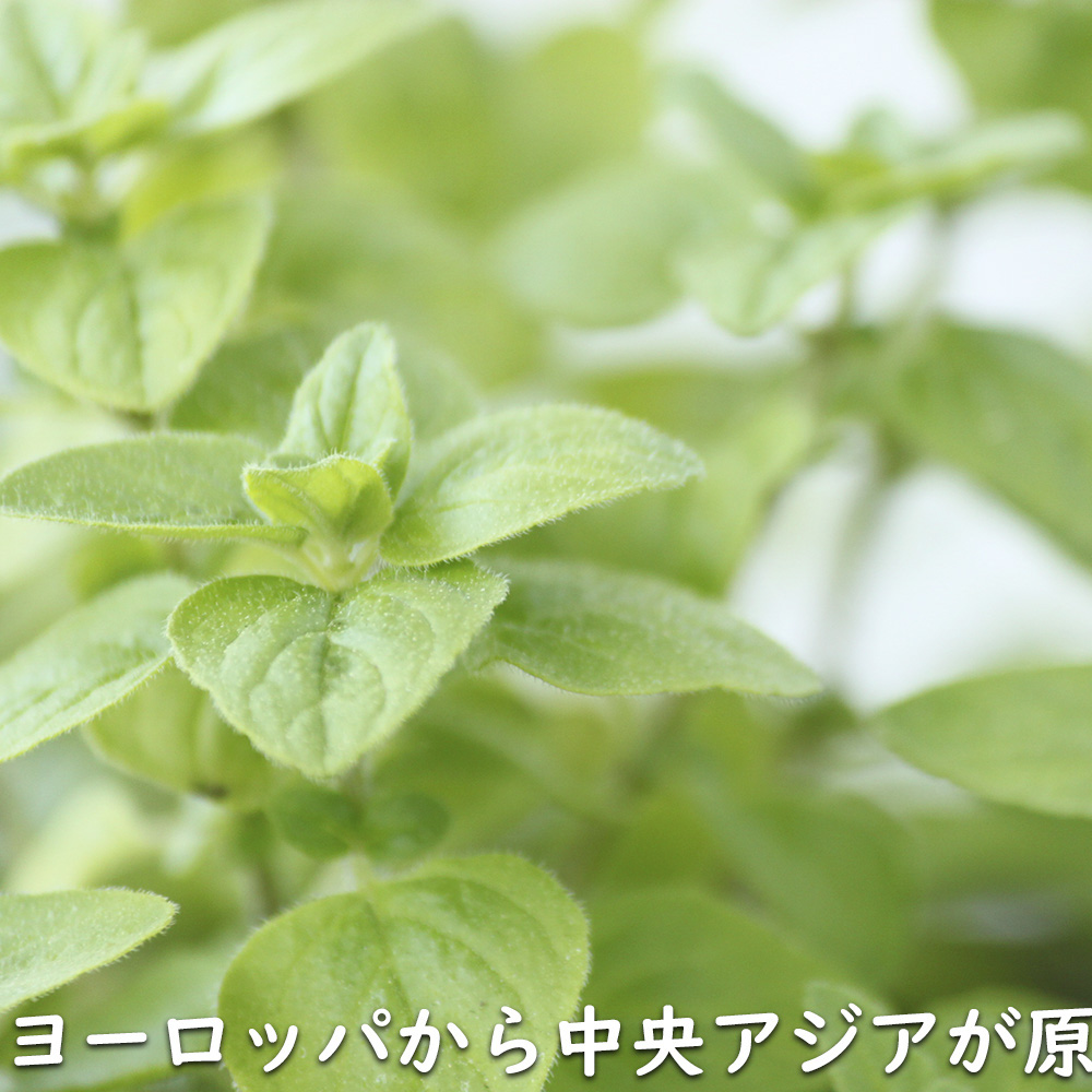 オレガノ 9.0cmポット 30個 苗 |  | 10