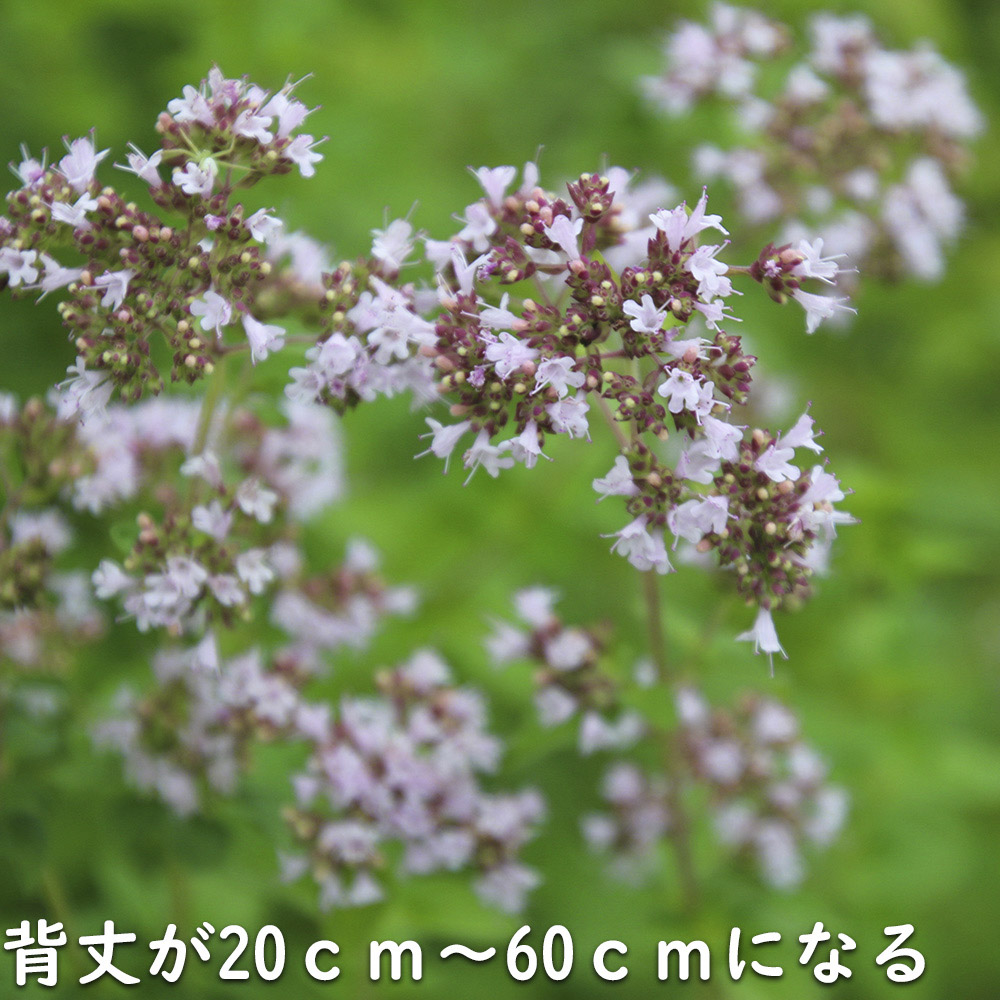オレガノ 9.0cmポット 30個 苗 |  | 12