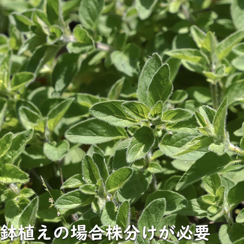 オレガノ 9.0cmポット 30個 苗 |  | 15