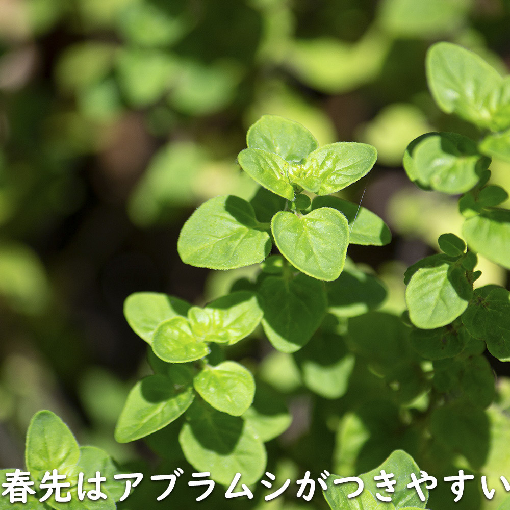 オレガノ 9.0cmポット 30個 苗 |  | 16