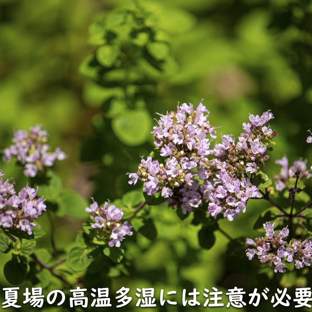 オレガノ 9.0cmポット 30個 苗 |  | 17