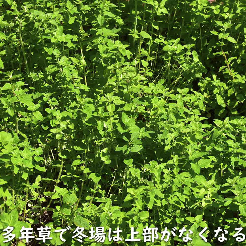 オレガノ 9.0cmポット 30個 苗 |  | 19