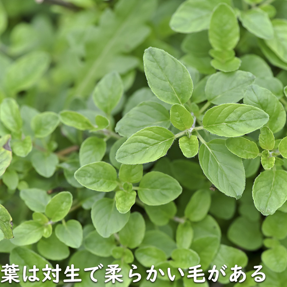 オレガノ 9.0cmポット 30個 苗 |  | 03