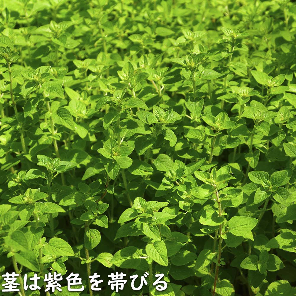 オレガノ 9.0cmポット 30個 苗 |  | 04