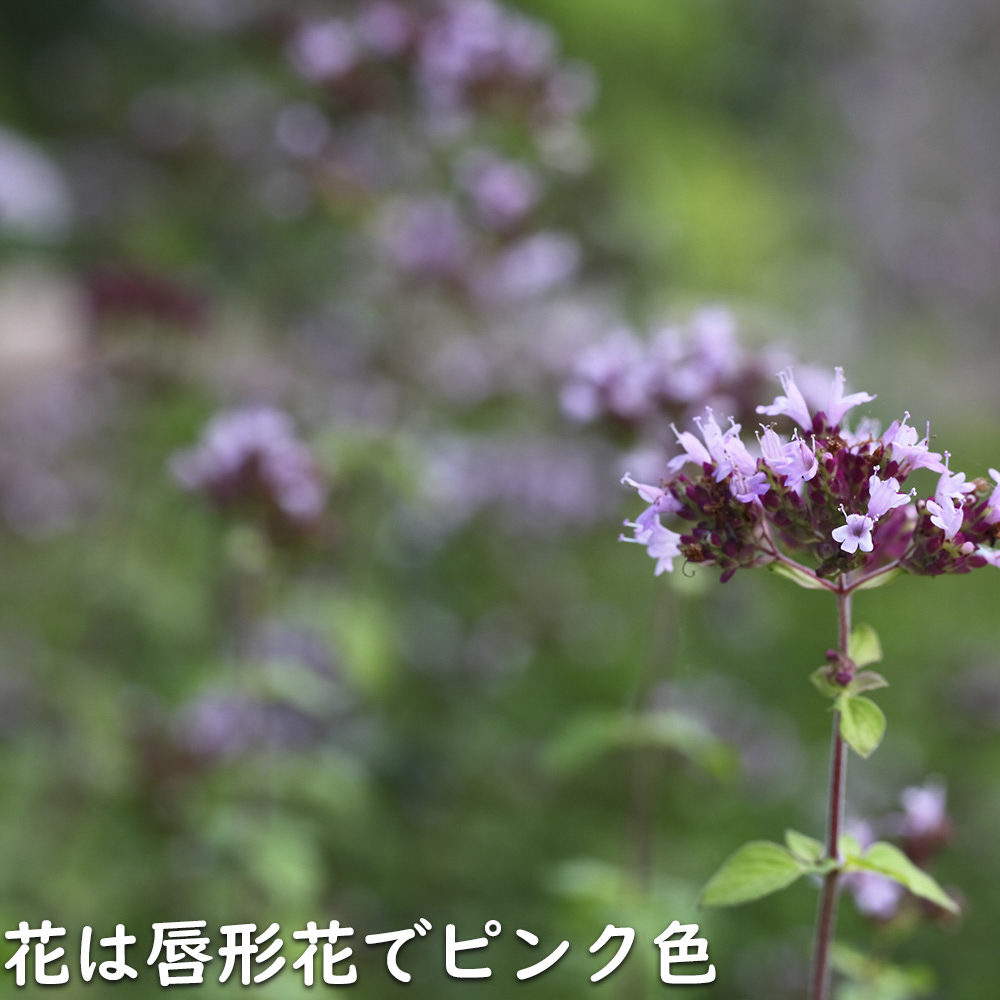 オレガノ 9.0cmポット 30個 苗 |  | 05