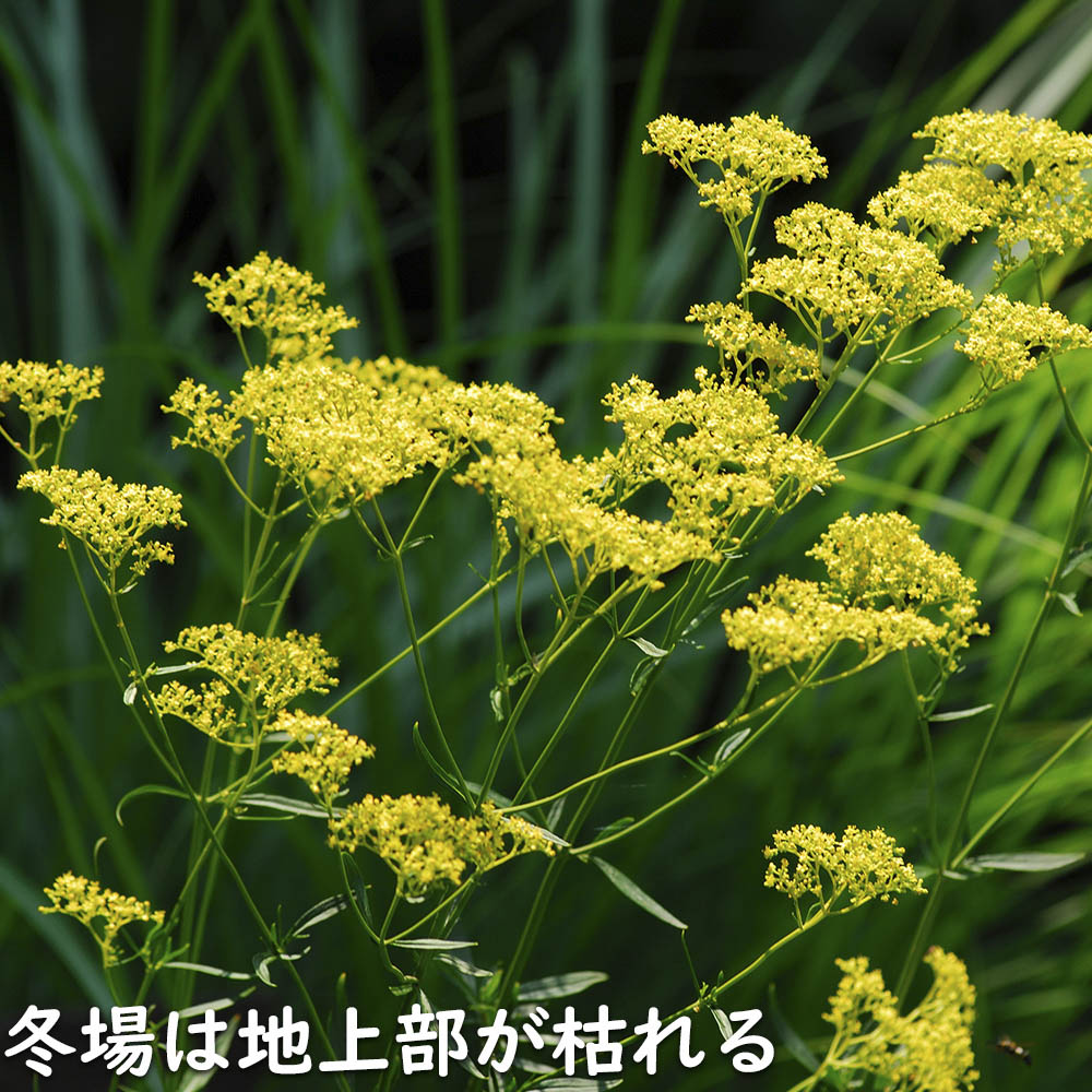 おみなえしページ 960px-Patrinia_scabiosifolia2.jpg
