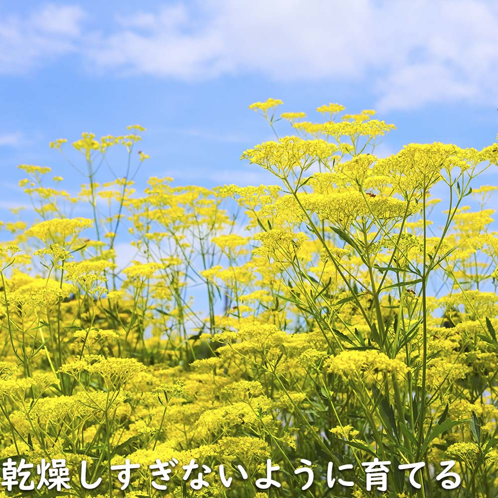 オミナエシ 9.0cmポット 20個 苗 : トオヤマグリーン - 通販