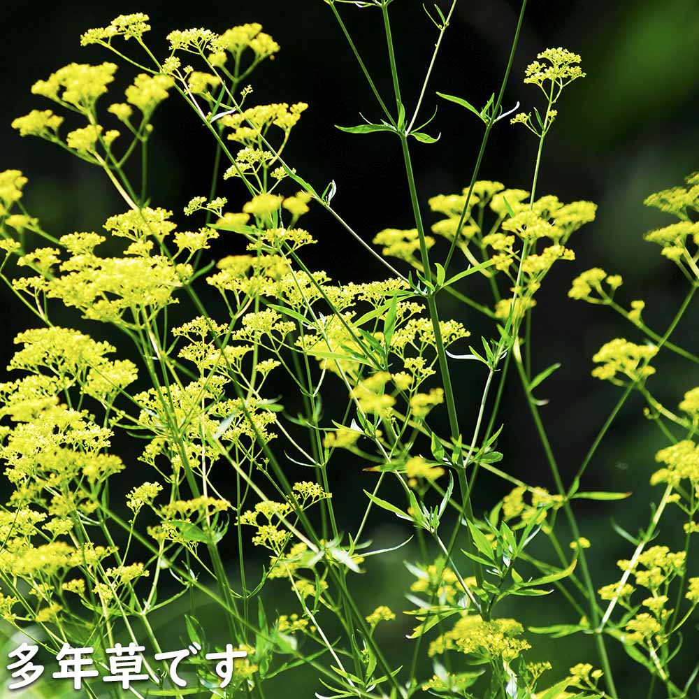 おみなえしページ オミナエシ（女郎花） - 庭木図鑑 植木ペディア